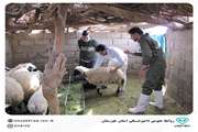 اتمام عملیات واکسیناسیون دام های سبک شهرستان مسجد سلیمان علیه بیماری طاعون نشخوار کنندگان کوچک