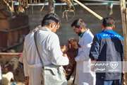 برگزاری دومین اردوی جهادی اداره دامپزشکی اهواز در روستای بروایه بخش مرکزی 