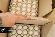 رئیس اداره دامپزشکی خرمشهر از کشف و ضبط 6 کارتن تخم مرغ فاقد مجوز بهداشتی دامپزشکی در پایانه مرزی شلمچه خبر داد.