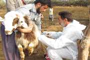 پایان واکسیناسیون  بیماری طاعون نشخوارکنندگان کوچک در رامشیر