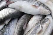 مجوز بهداشتی دامپزشکی برای صادرات انواع ماهی از اهواز صادر شد 