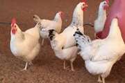 ارجاع واحدهای عرضه مرغ زنده به مراجع قضایی  