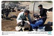 مدیر کل دامپزشکی خوزستان با اعلام این خبر افزود: با تلاش همکاران و کارشناسان دامپزشکی، تعداد سه میلیون و دویست هزار رأس گوسفند و بز بر علیه بیماری آبله در طول سال 99 واکسینه شدند.