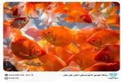 توصیه های اداره کل دامپزشکی استان خوزستان در خصوص خرید ماهی قرمز