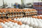 کشف و شناسایی کارگاه غیر مجاز بسته بندی تخم مرغ در اهواز