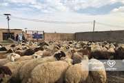 برگزاری رزمایش پدافند زیستی  با محوریت بیماری تب خونریزی دهنده کریمه کنگو در استان خوزستان