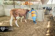 انجام تست سل گاوی بیش از 400 راس گاو شیری در شهرستان کارون با استفاده از توبرکولین