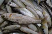 پیشگیری از عرضه بیش از 80 کیلوگرم ماهی غیر بهداشتی در شهرستان اندیکا