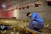 نظارت بهداشتی دامپزشکی بر بیش از 15میلیون قطعه جوجه ریزی در مرغداری های دزفول