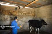 سمپاشی 550 منطقه عشایری و روستایی شهرستان اندیکا بر علیه انگل های خارجی