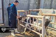 اتمام عملیات تست سل در جمعیت دام سنگین شهرستان هویزه 