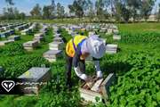 اجرای طرح پایش و مراقبت بیماری های زنبور عسل در 120 زنبورستان استان خوزستان