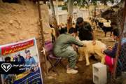 ارائه 77 هزار خدمت رایگان دامپزشکی در اردو جهادی دامپزشکی شهرستان مسجد سلیمان