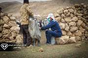 پایان فاز اول طرح رایگان واکسیناسیون بیماری تب برفکی در استان خوزستان