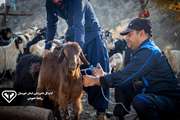 پیام مدیرکل دامپزشکی استان خوزستان به مناسبت هفته جهانی واکسیناسیون