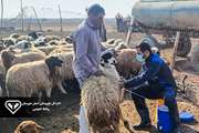 اتمام واکسیناسیون طاعون نشخوارکنندگان کوچک در جمعیت دام سبک شهرستان هویزه