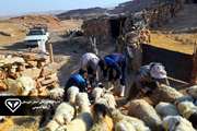 ایمن سازی بیش از 65 هزار راس دام سبک علیه بیماری آبله و PPR در شهرستان هفتکل