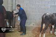 واکسیناسیون بیش از ۲۰ هزار رأس گاو و گاومیش علیه سویه جدید تب برفکی در شوشتر
