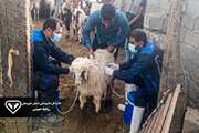 واکسیناسیون بیش از 60 هزار راس دام سبک بر علیه بیماری آبله در شهرستان هویزه
