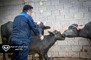 دامپزشکی خوزستان در خط مقدم پیشگیری؛ واکسیناسیون گسترده تب برفکی برای صیانت از سرمایه دامی استان