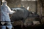 بیش از ۱۰۰ هزار دُز واکسن رایگان بر علیه سویه جدید بیماری دامی تب برفکی در مناطق پرخطر خوزستان در حال تزریق است.