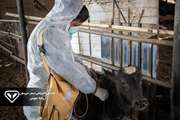 اجرای واکسیناسیون دام‌های سنگین استان خوزستان بر علیه سویه جدید بیماری تب برفکی