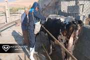 پوشش بیش از 7 هزار رأس دام علیه سویه جدید تب برفکی در شهرستان باغملک