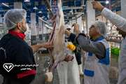 تأمین گوشت حلال و بهداشتی با نظارت‌های شرعی و بهداشتی دامپزشکی دزفول؛ معدوم‌سازی 2 تن اجزاء حرام و غیرقابل مصرف دامی