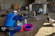 آغاز طرح ۶۰ روزه واکسیناسیون طیور روستایی خوزستان برای پیشگیری از بیماری نیوکاسل