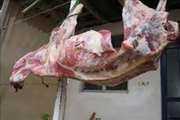 کشف و ضبط یک لاشه گاو فاسد در شوش