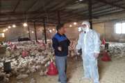بیش از 35 میلیون قطعه جوجه ریزی در مرغداری های خوزستان