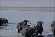 پرورش گاومیش در استان خوزستان