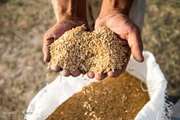 معدوم سازی 70 تن گندم غیر قابل مصرف در شادگان