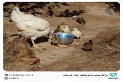 واکسیناسیون طیور بومی خوزستان علیه بیماری نیوکاسل بصورت رایگان آغاز شد