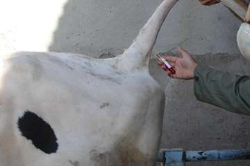 عمليات خونگيري دام ها در شهرستان اهواز