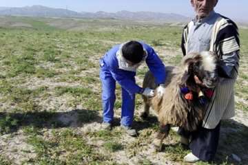 مانور 20بهمن اداره دامپزشکی شوشتر