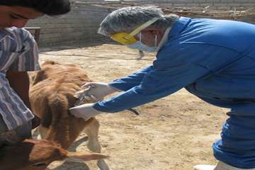 واكسيناسيون دام ها بر عليه بيماري بروسلوز در شهرستان رامهرمز