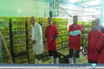 بازدید از کشتارگاه بلدرچین