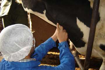 عمليات خونگيري دام ها در شهرستان اهواز