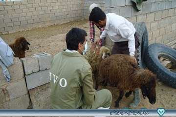 واکسیناسیون دام - بروز ریز گرد - دامپزشکی امیدیه