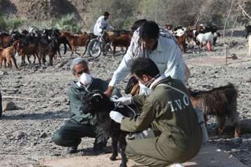 واکسیناسیون دام3