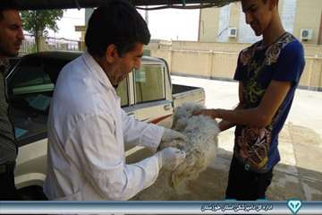 واکسیناسیون هاری - دامپزشکی امیدیه