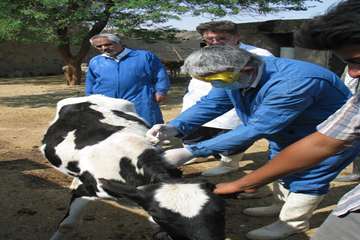 واكسيناسيون دام ها بر عليه بيماري بروسلوز در شهرستان رامهرمز