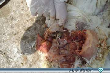 کالبد گشایی تشخیص بیماری ماکیان - دامپزشکی امیدیه