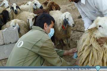 واکسیناسیون دام - بروز ریز گرد - دامپزشکی امیدیه