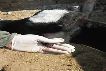 واكسيناسيون دام ها بر عليه بيماري بروسلوز در شهرستان رامهرمز