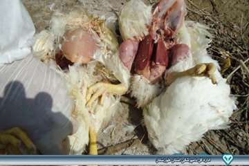 کالبد گشایی تشخیص بیماری ماکیان - دامپزشکی امیدیه