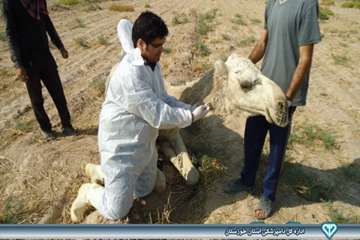 نمونه گیری از شتر - دامپزشکی امیدیه