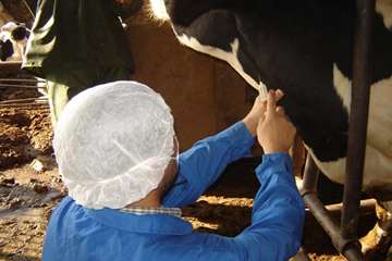 عمليات خونگيري دام ها در شهرستان اهواز