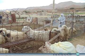 عملیات سم پاشی در روستاهای کندک و نفت سفید شهرستان هفتگل